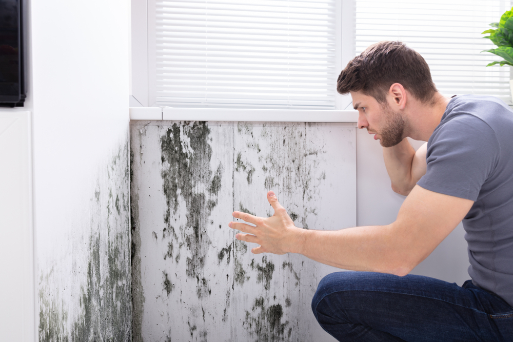 schimmel in der wohnung